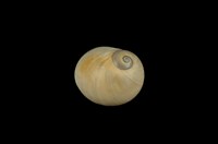 藏品(玉螺)的圖片